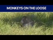 Research monkeys on the loose in Mississippi