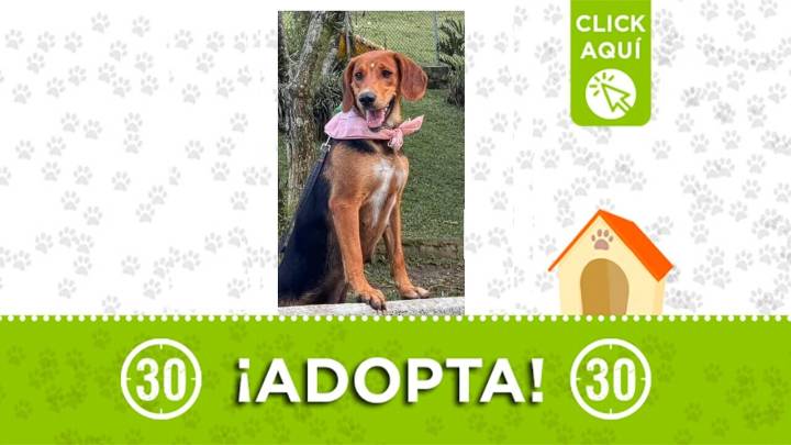 Tierna perrita te espera: fue rescatada de un aguacero y busca amoroso y «calientito» hogar