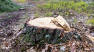 Is Removing A Tree Stump The Right Choice For You? Here Are The Alternatives