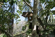 Nation That’s 90% Rainforest Announces Protections for 90% of its Rainforests