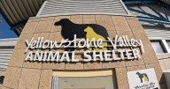 Billings animal shelter cleanup nearly complete, but building may remain empty