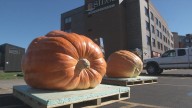 Giant pumpkins to be carved at Pier B Resort