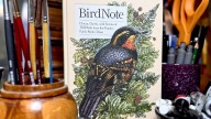 Birds in sound and color: KLCC celebrates BirdNote with local artist