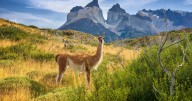Organizaciones ambientales llaman a las candidaturas a comprometerse con el medioambiente