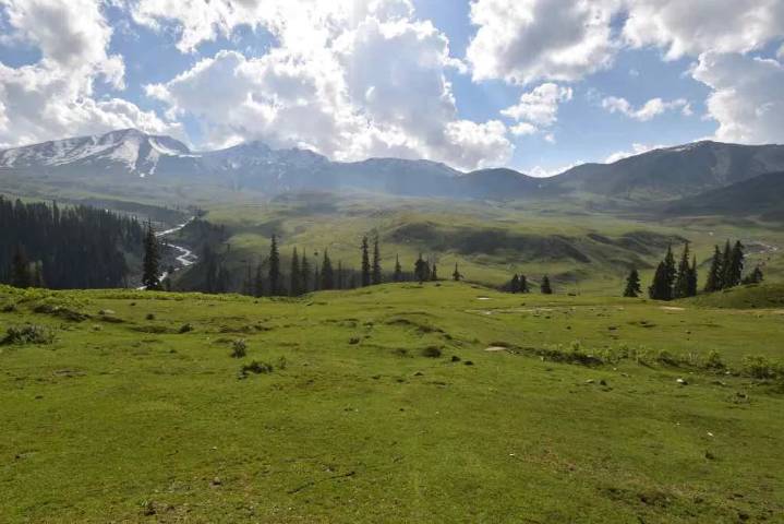 Over 200 ha of degraded forest land revived under Tosamaidan Project