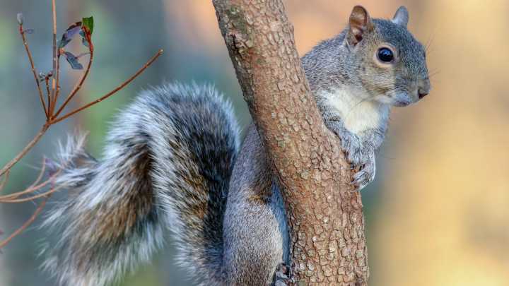 Can old-fashioned weather lore predict the winter? See the old sayings