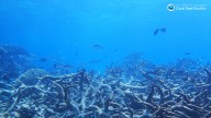 Should genetically modified wildlife be allowed into nature?  : NPR