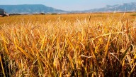 ARAGA denuncia que eliminar los aranceles al cereal ucraniano amenaza la competitividad en Aragón