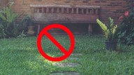 ¿Adiós al césped? Las 3 plantas que son tendencia para tu jardín por necesitar menos agua que el pasto