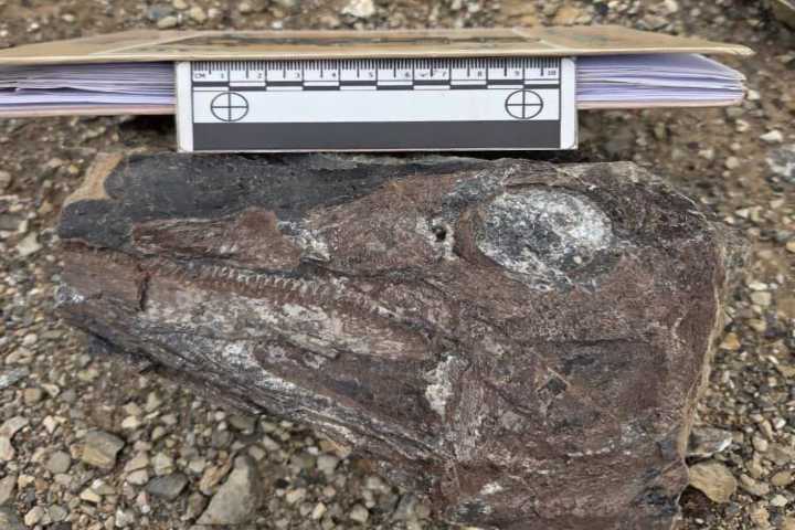 ‎Investigadores presentan hallazgos de nuevas especies de dinosaurios en Venezuela