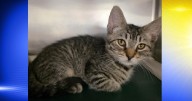 Pets of the Week: Windshield and Wiper