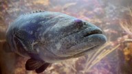 Applications for 2026 harvest of goliath grouper closes Oct. 15