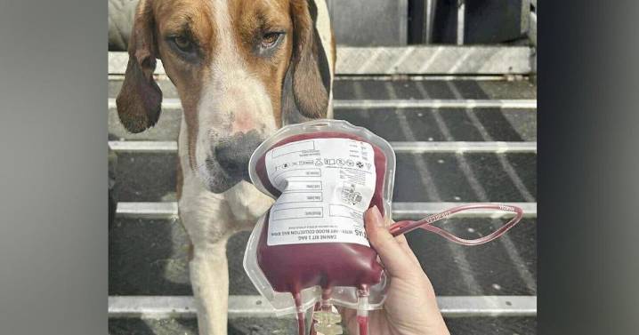 Foxhound donates blood to save life of sick Cocker Spaniel