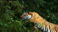 Farmer injured in tiger attack in critical condition, locals turn against forest department