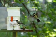 These Songbirds Learn More From Siblings Than From Parents