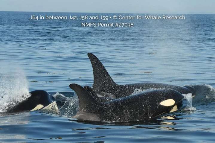 New J pod orca calf spotted in B.C. waters looking 'well integrated': researchers
