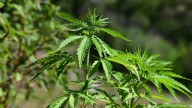 ¿Es permitido el consumo cannabis en los conjuntos residenciales?; autoridades responden