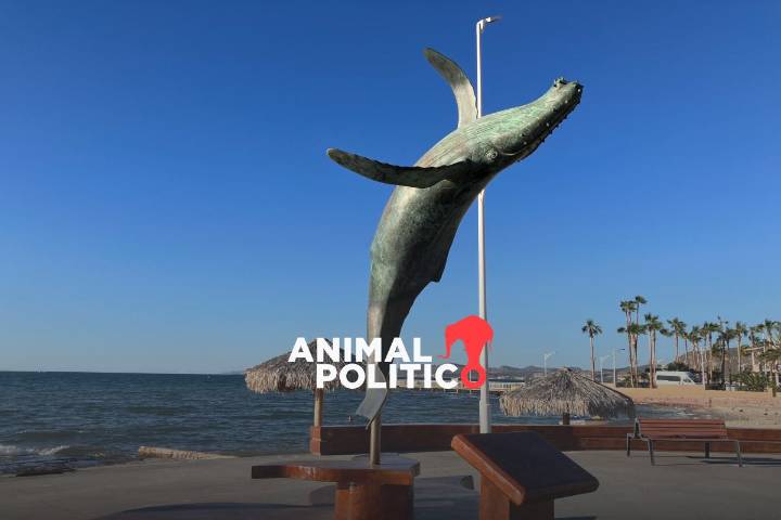 Juez admite demanda histórica por las ballenas del Golfo de California; ONG lleva el litigio