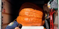 A new World Record could be set at Hamilton’s Operation Pumpkin