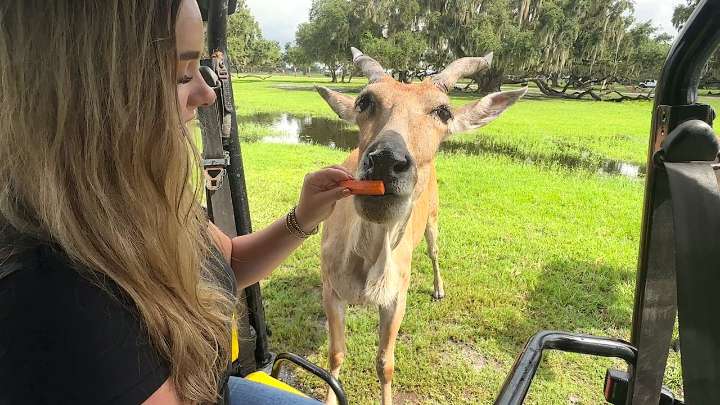 VIP safari tour lets you get wild without driving