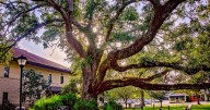Sean of the South: The trees of Fairhope