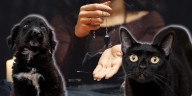 Gatos y perros negros, en riesgo por rituales de santería