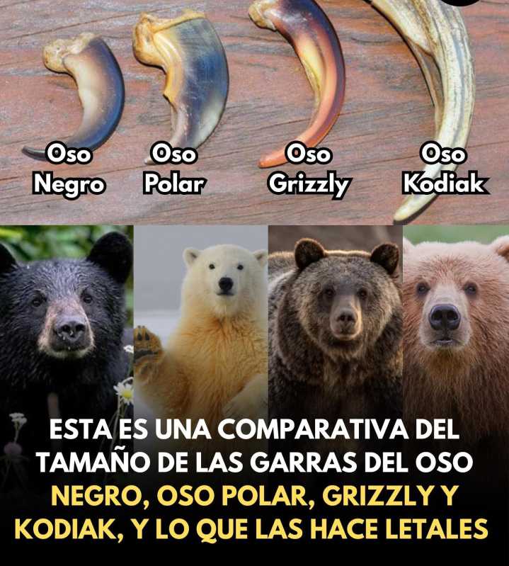 LAS GARRAS DEL OSO - EXTRA | El Diario de Todos