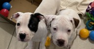 Rescue animals needing 'forever home' left behind as Brits worry about vet bills