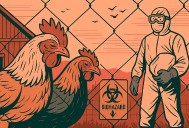 Detectan influenza aviar en criaderos de Nezahualcóyotl