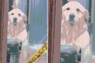 Golden Retriever Thinks Owner Is Leaving Him at Groomers