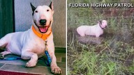 Charges dropped against Florida man who abandoned dog before Hurricane Milton