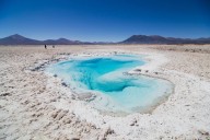Descubre la flora y fauna del Norte de Chile: vida que florece en el desierto más árido del mundo