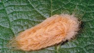 Don't touch the furry caterpillars, it'll hurt. A lot.