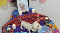 Familias recuerdan a sus mascotas con altares; esperan llegada de sus almas el 27 de octubre