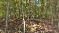 West Virginia Woman Saw The Abandoned Dogs In The Woods And What She Did Then Went Viral