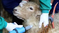 Las enfermedades del campo aragonés: de la lengua azul a la dermatosis bovina