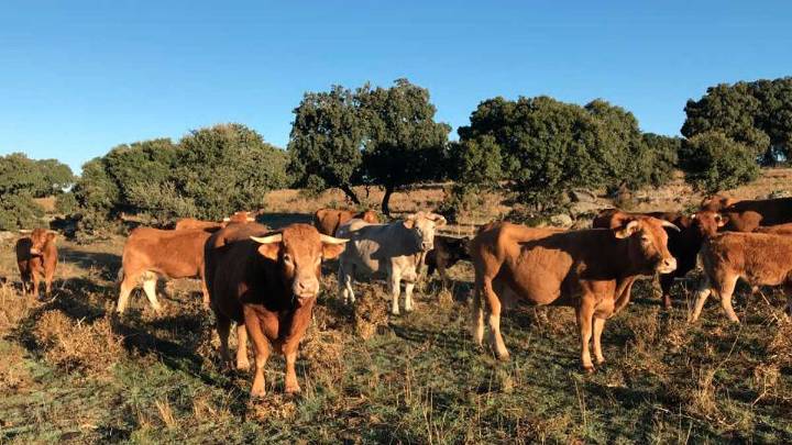 Los festejos taurinos podrán celebrarse en Aragón y son excluidos de las medidas frente a la Dermatosis Nodular Contagiosa