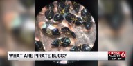 Minute pirate bugs: what are they and when will they go away?