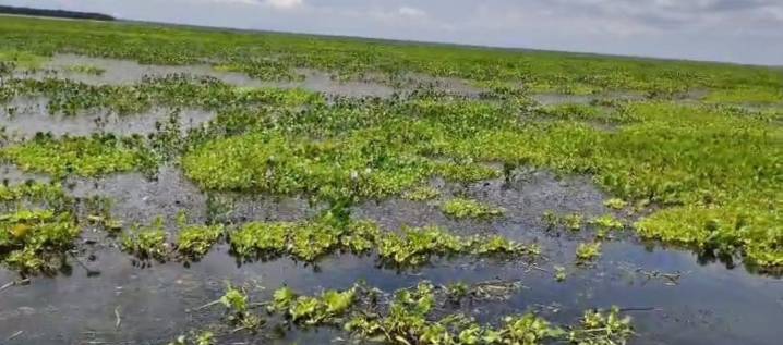 Nueva Venecia “puede desaparecer" por la ‘Hydrilla’, alertan líderes