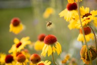 Thriving Landscapes: Wildlife Lives Here Too—Rethinking Your Outdoor Spaces
