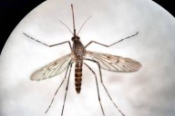 Detectan mosquitos por primera vez en Islandia, evidenciando adaptación al frío