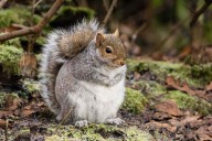 Fat Squirrel Week 2025 Has Crowned Its First-Ever Winner! See the Results