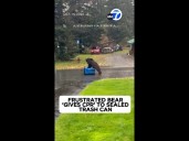 Bear 'gives CPR' to sealed trash can it can't open