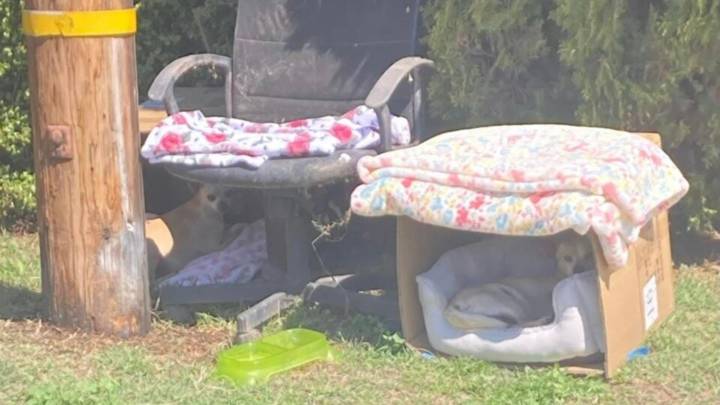 In California, A Pregnant Dog And Her Pup Wait In Cardboard Beds As A Storm Approaches