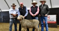 Mumblebone Merinos 2025 ram sale results, buyers and average