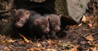 Bush dog puppies having fun playing together at zoo