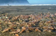 Sea cucumbers wash ashore by the thousands in coastal Oregon town