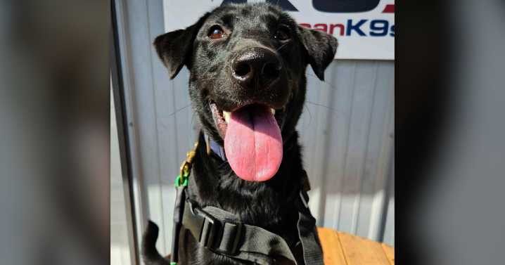 K9 pilot program launches at Evergreen High School following school shooting