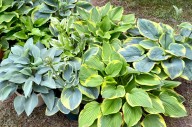 Fall is the perfect time to divide and perennials
