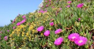 One of world’s most destructive plants tracked using Instagram